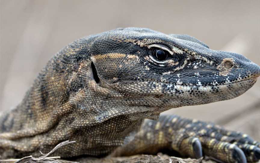 Hanson Bay Wildlife Sanctuary, Karatta, SA