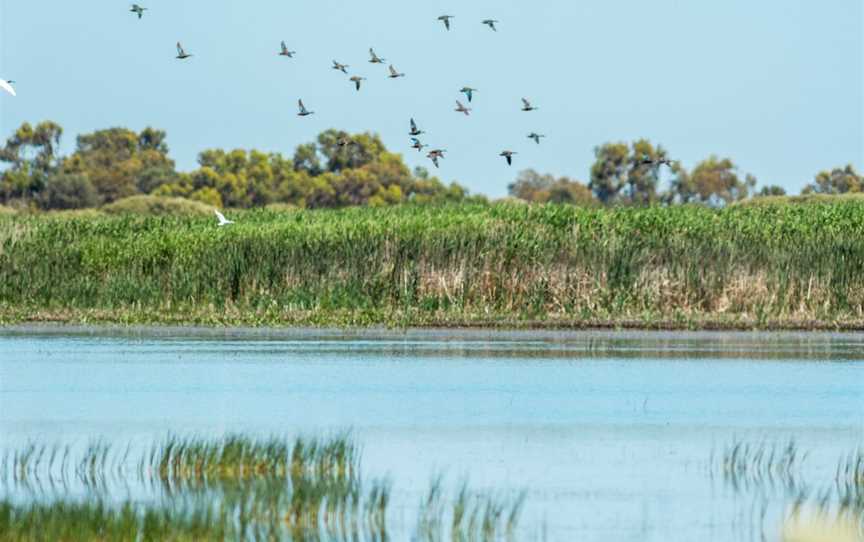 South East Safari, Bool Lagoon, SA