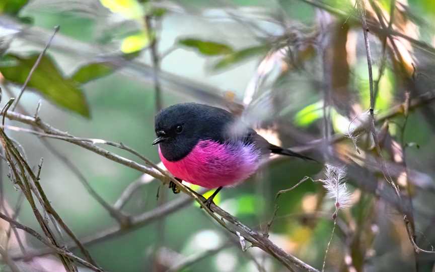 Bruny Island Guided Walks, South Bruny, TAS