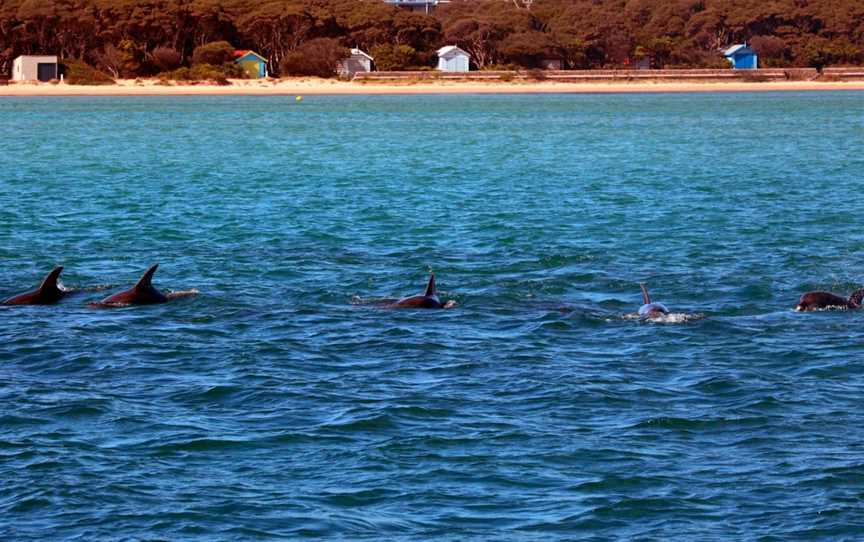 Polperro Dolphin Swims, Sorrento, VIC