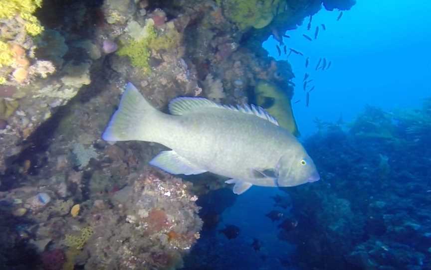 Bay City Scuba, East Geelong, VIC