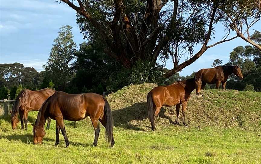 EVE Vaulting, Moorooduc, VIC