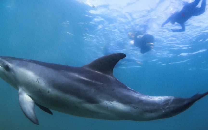 Moonraker Dolphin Swims, Sorrento, VIC