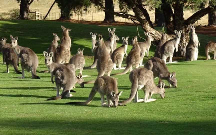 KANGA TOURS - KANGAROO SIGHTSEEING TOURS MELBOURNE, Gisborne, VIC