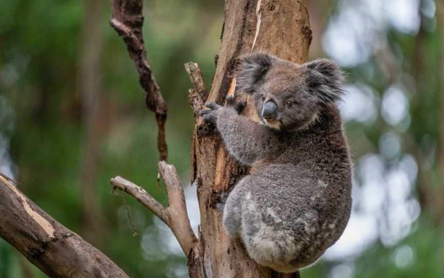 Wildlife Wonders, Apollo Bay, VIC