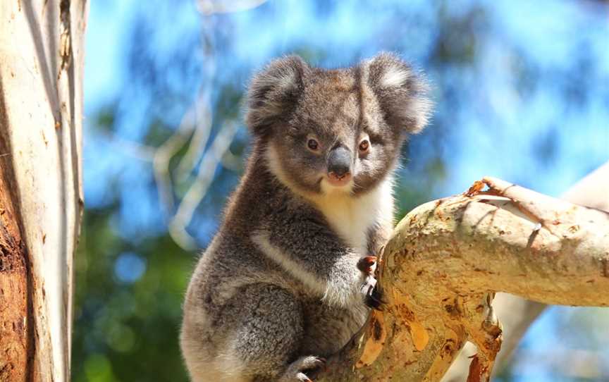 Wildlife Wonders, Tours in Apollo Bay