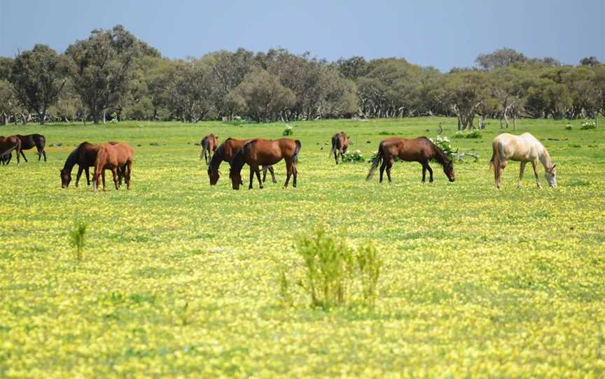 Horse Sense, Tutunup, WA