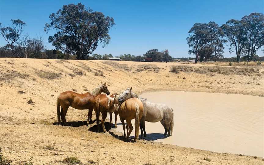 Dobbins Paddock, Broomehill, WA