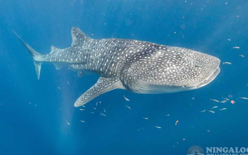 Ningaloo Whaleshark Swim, Exmouth, WA