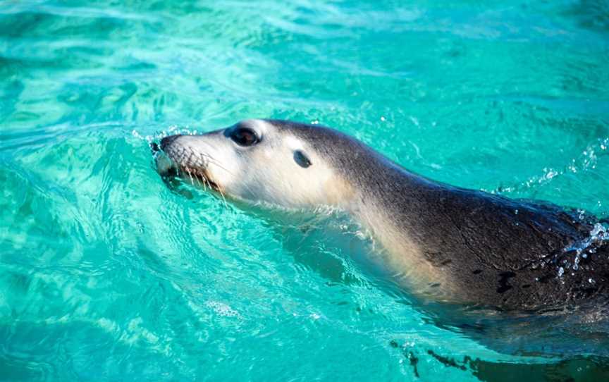 Sea Lion Charters, Jurien Bay, WA