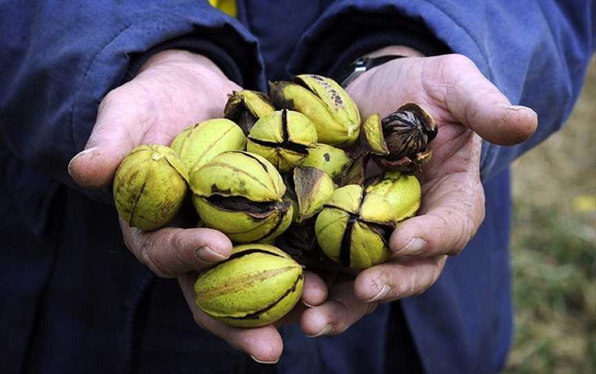 Stahmann Webster Pecan Nut Farm Tours - Moree, Moree, NSW