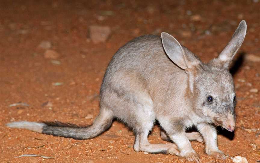 Alice Springs Desert Park – Nocturnal Tour, Araluen, NT