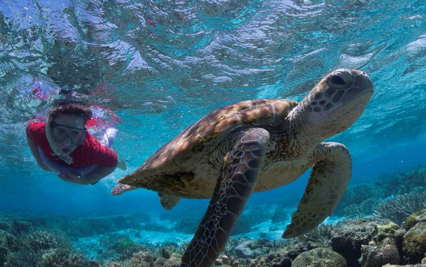 Great Barrier Reef Day Trip to Lady Elliot Island from Bundaberg, Branyan, QLD