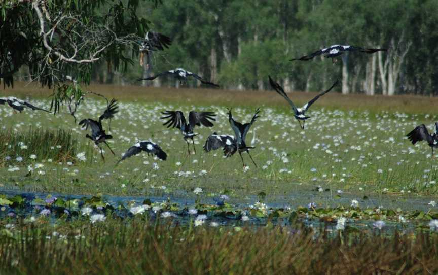 Tropical Hunting Safaris, Mann River Arnhem Land, NT