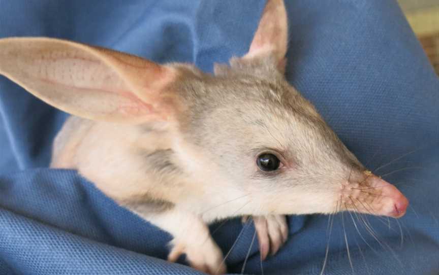 Charleville Bilby Experience, Charleville, QLD