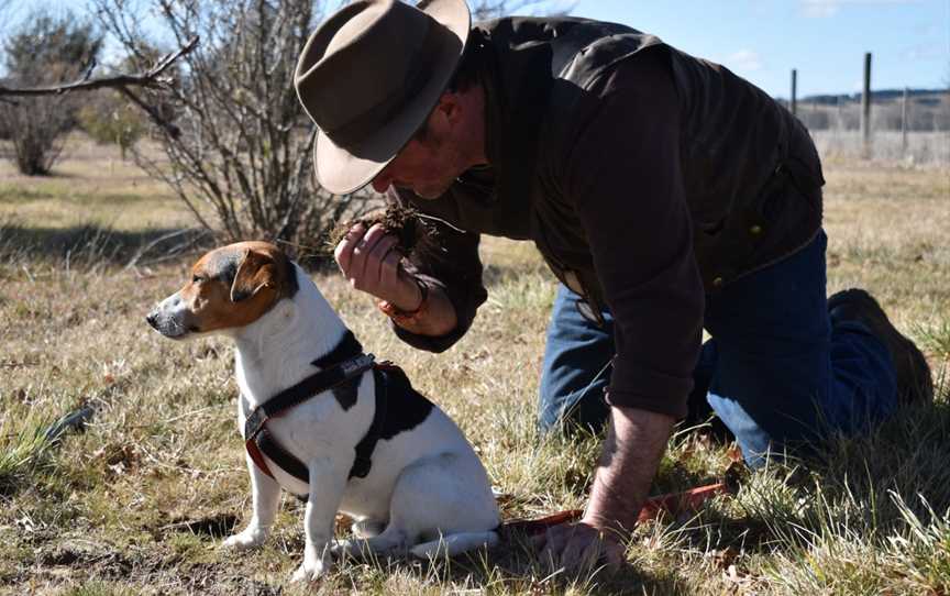 Turalla Truffles Hunt Adventures, Bungendore, NSW