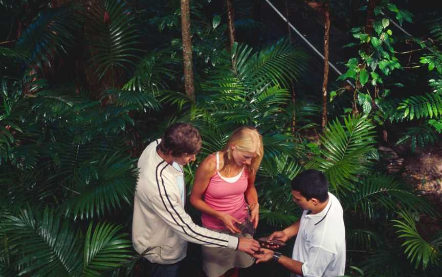 Ngana Julaymba Dungay: We All Going Daintree - Half Day - Walkabout Cultural Adventures, Port Douglas, QLD