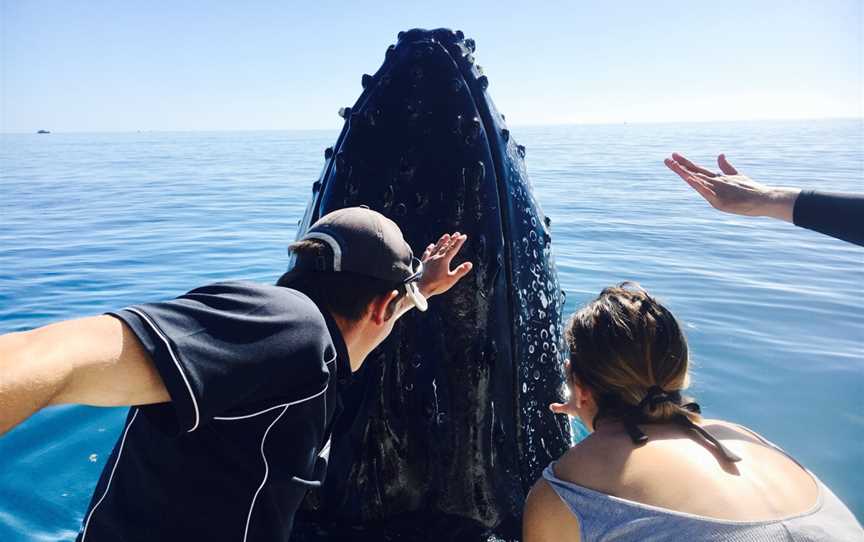 Remote Fraser Island and Whale Experience - Tasman Venture, Hervey Bay, QLD