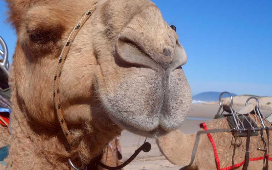 Port Macquarie Camel Safaris, Port Macquarie, NSW