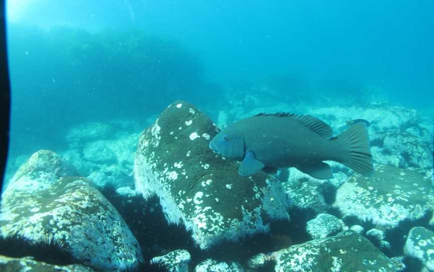 Snorkel from a Kayak with Region X, Batemans Bay, NSW