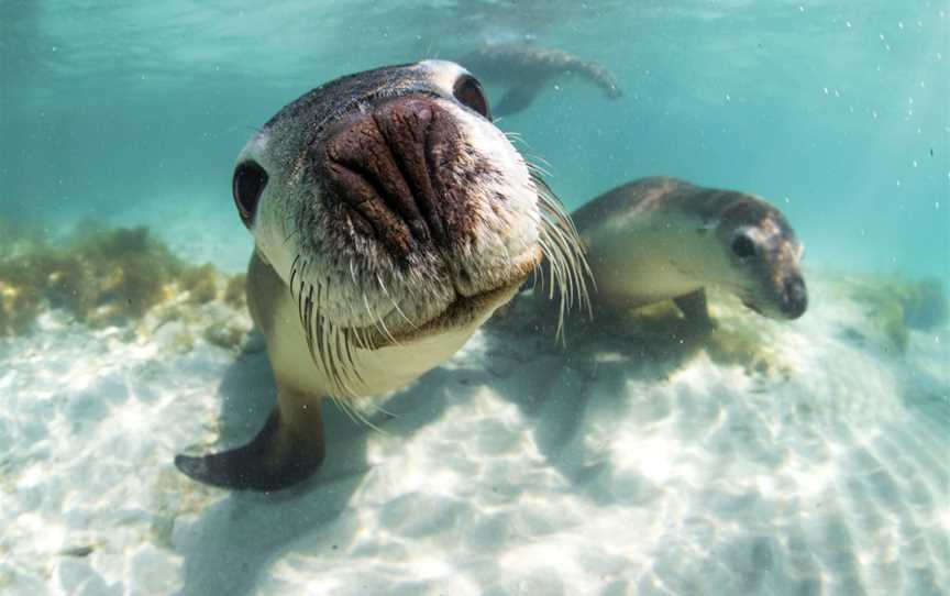 Turquoise Safaris, Jurien Bay, WA