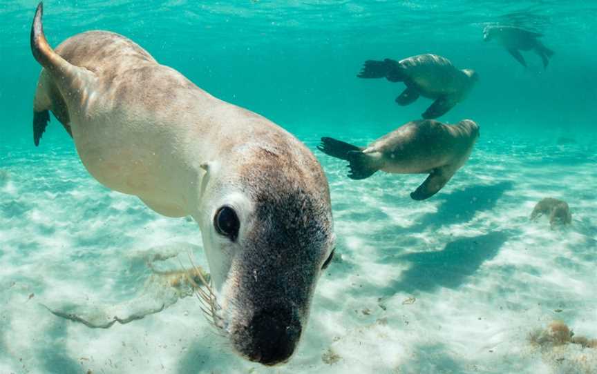 Turquoise Safaris, Jurien Bay, WA