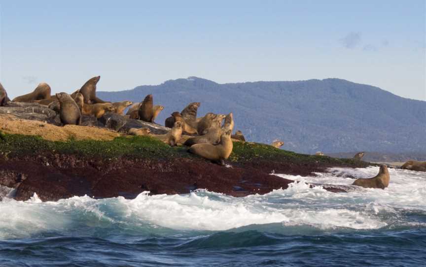 Montague Island Game and Sport Fishing Charters, Narooma, NSW