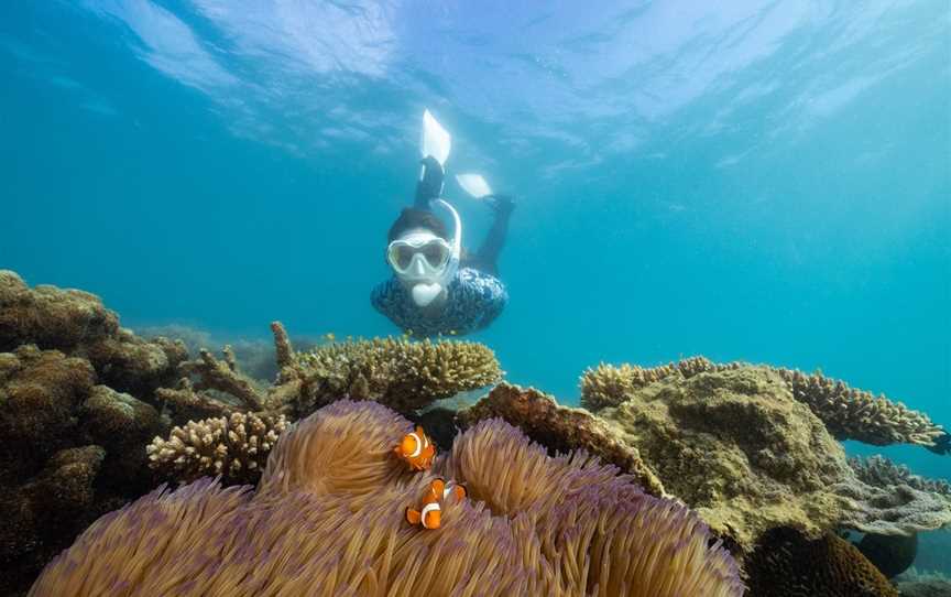 Beach Snorkel Tour Beginners on Fitzroy Island, Fitzroy Island, QLD