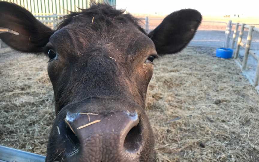 Tarnasey Farm Little Farmer Tours, Wallaroo, SA