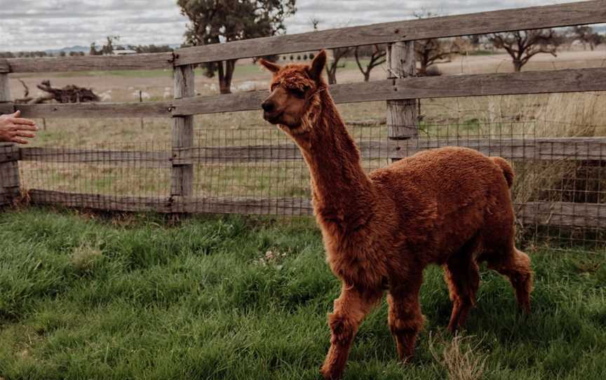 Wallinga Farm Tour - Mudgee, Spring Flat, NSW