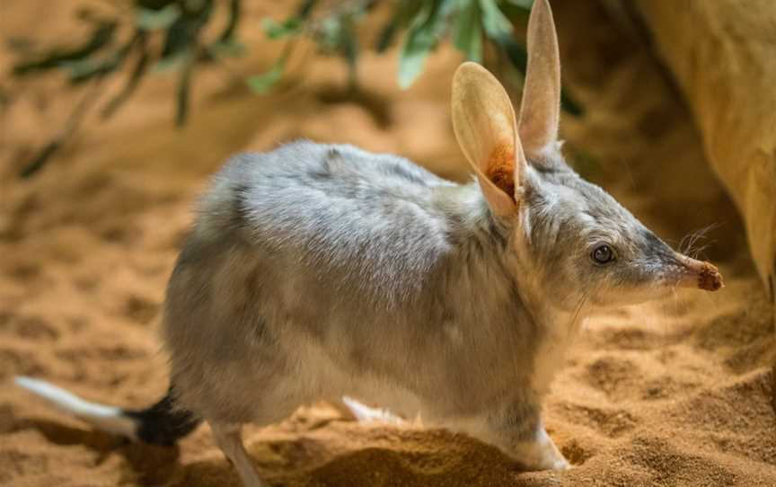 Animal Encounters at Ipswich Nature Centre, Ipswich, QLD