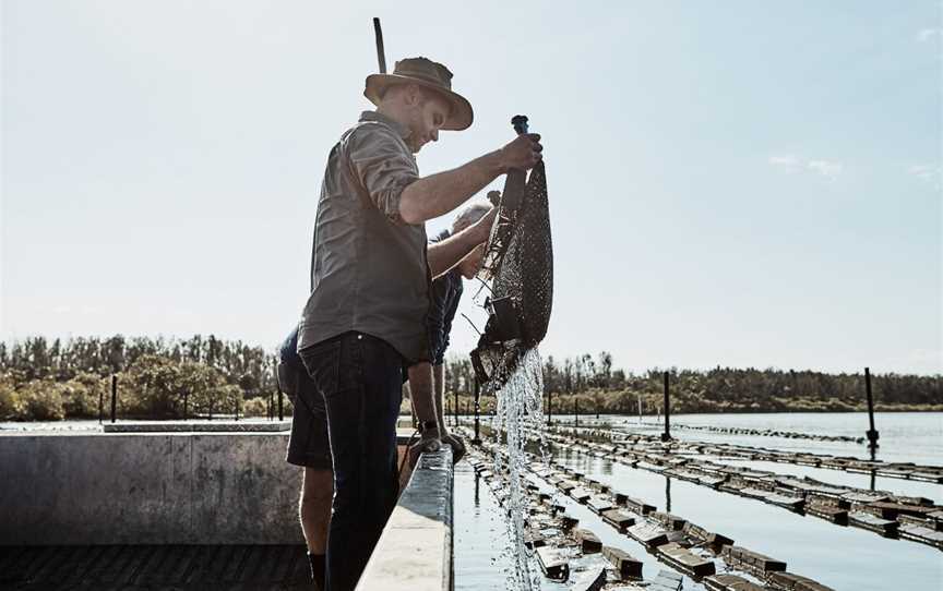 Farm to Plate Oyster Tours, Tuncurry, NSW