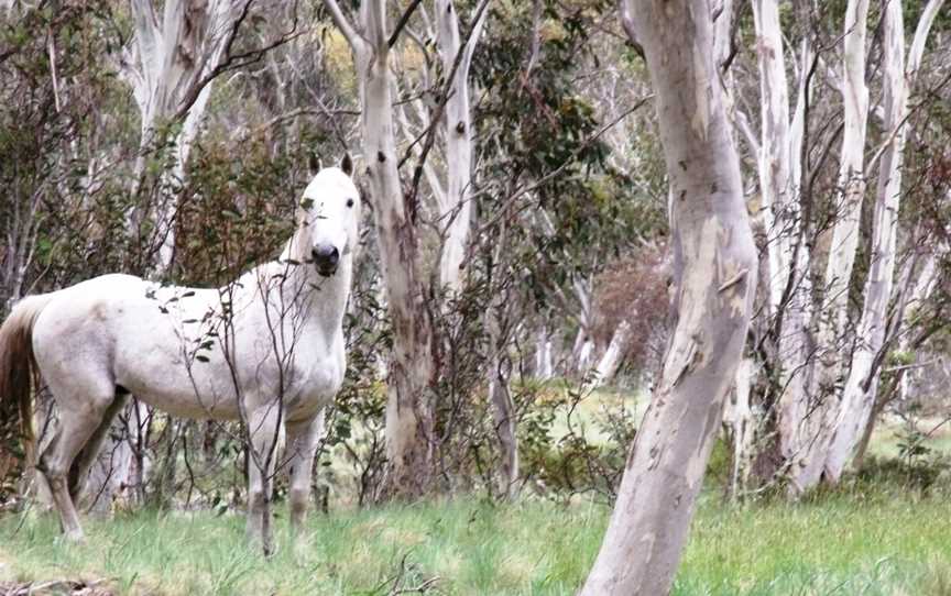 Reynella Rides, Adaminaby, NSW