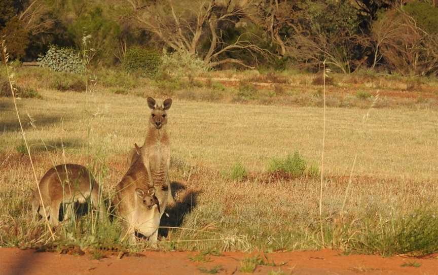 Canoe the Riverland - Dinghy Cruises, Renmark, SA