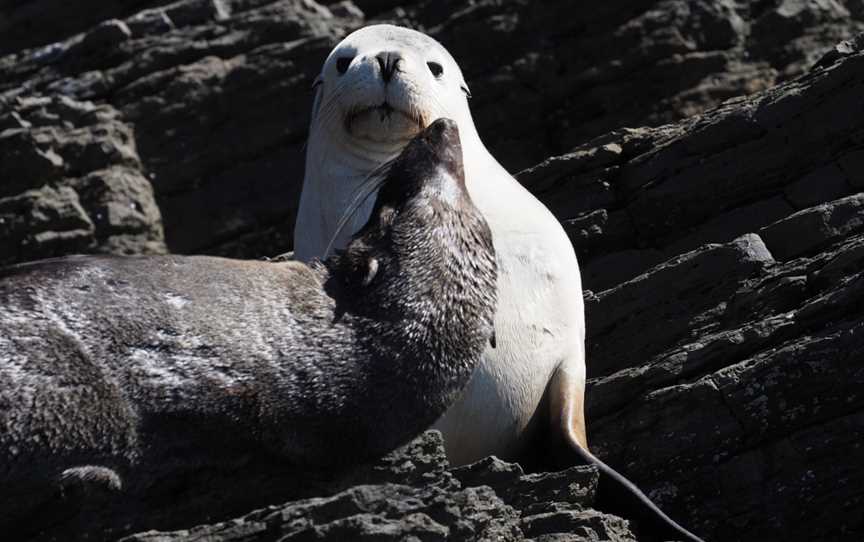 Research and Discovery Coastal Tours, Kangaroo Island, Stokes Bay, SA