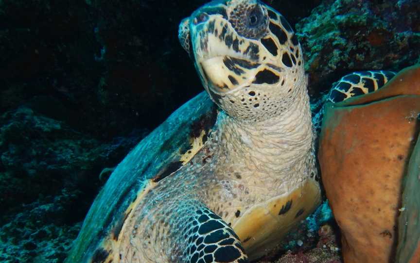 Pilbara Dive and Tours, Pegs Creek, WA