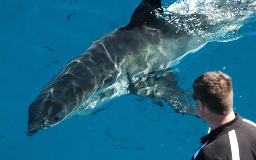 Rodney Fox Shark Expedition, Port Lincoln, SA