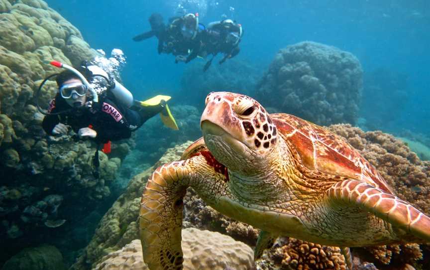 Blue Dive, Port Douglas, QLD