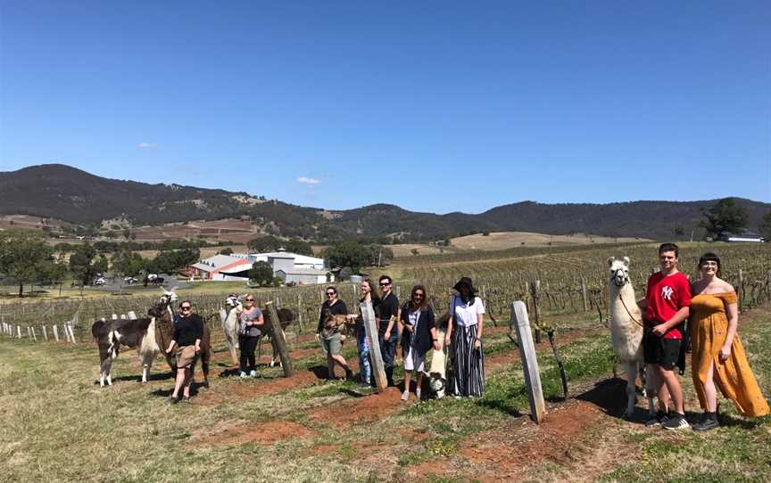 Walking With Llamas, Pokolbin, NSW