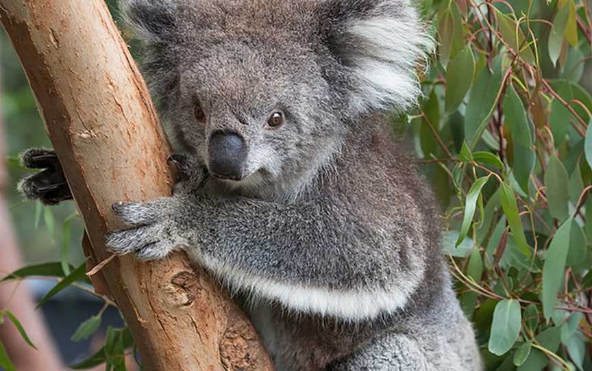 VIP Sanctuary Tour at Healesville Sanctuary, Healesville, VIC