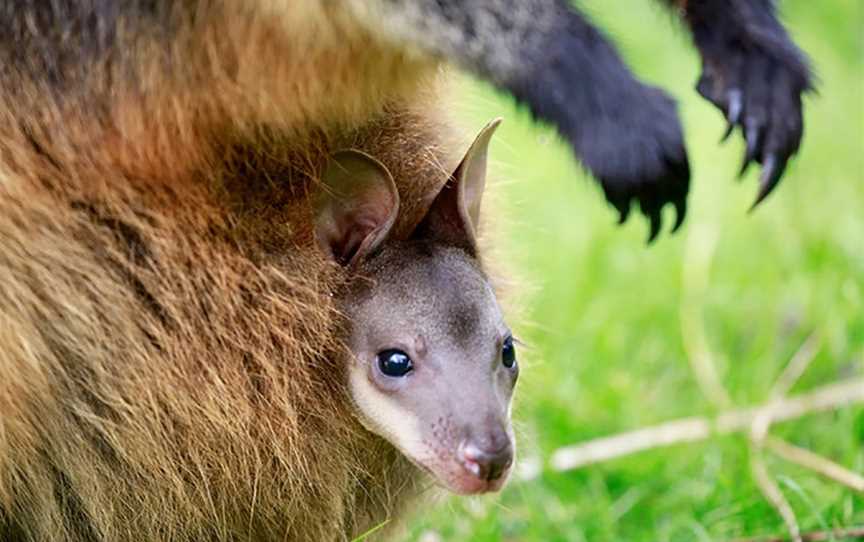 VIP Sanctuary Tour at Healesville Sanctuary, Healesville, VIC