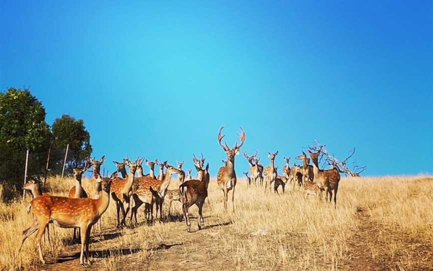 The Spirit of the Stag - Deer Farm Tours by Hahndorf Venison, Highland Valley, SA