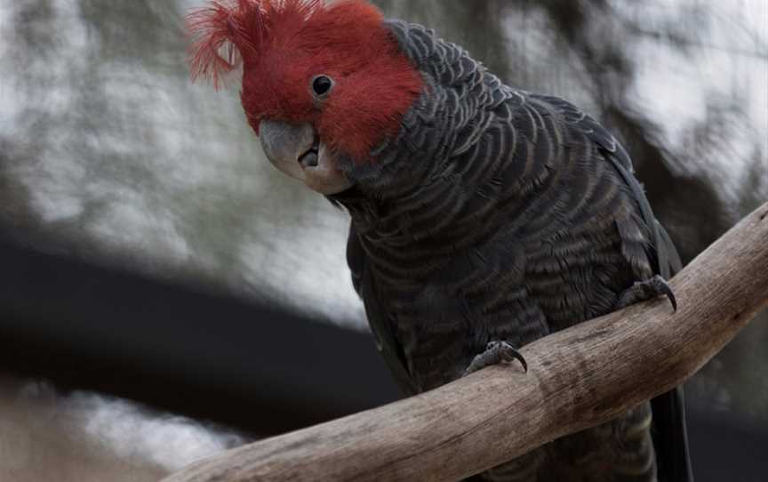 Australian Wildlife Experience at Melbourne Zoo, Parkville, VIC