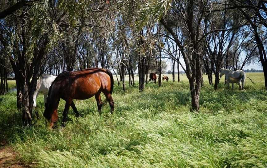 Outback Lamb, Tullamore, NSW