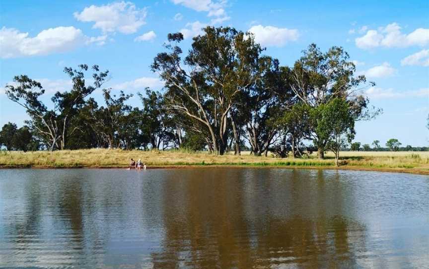 Outback Lamb, Tullamore, NSW