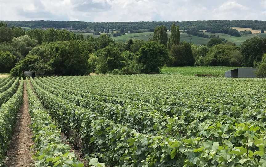 Wine Tours with Grape Escapes Canberra, Hawker, ACT