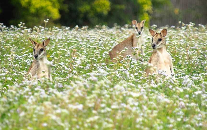 Wooroonooran Safaris, Portsmith, QLD