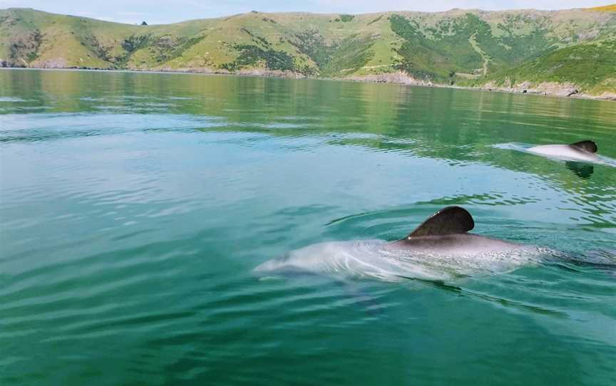 Akaroa Guided Kayak Safari, Akaroa, New Zealand