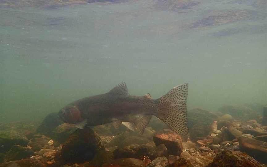 Andrew Christmas Professional Trout Fishing Guided Tour, Taupo, New Zealand