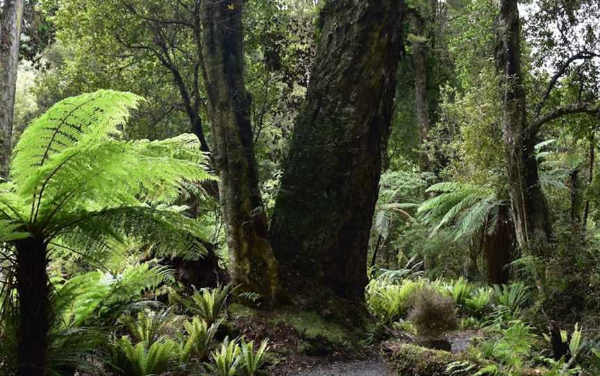 Beaks and Feathers, Stewart Island, New Zealand